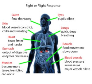 Fight or Flight Response